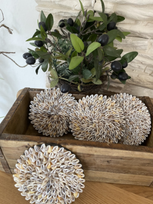 Untersetzer aus Muscheln